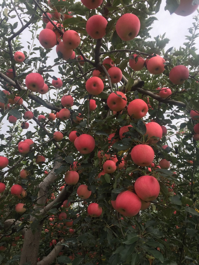 落川红嘎啦