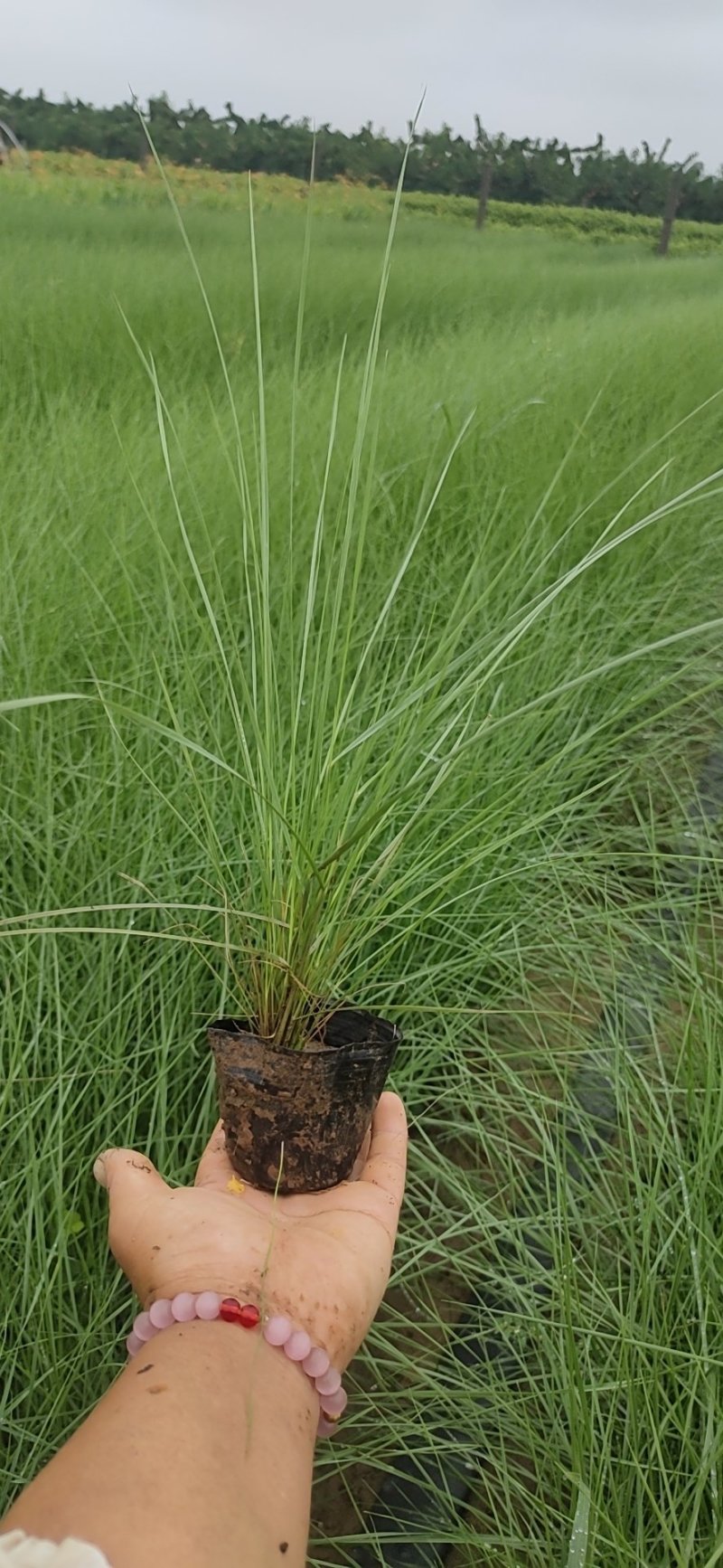 粉黛乱子草