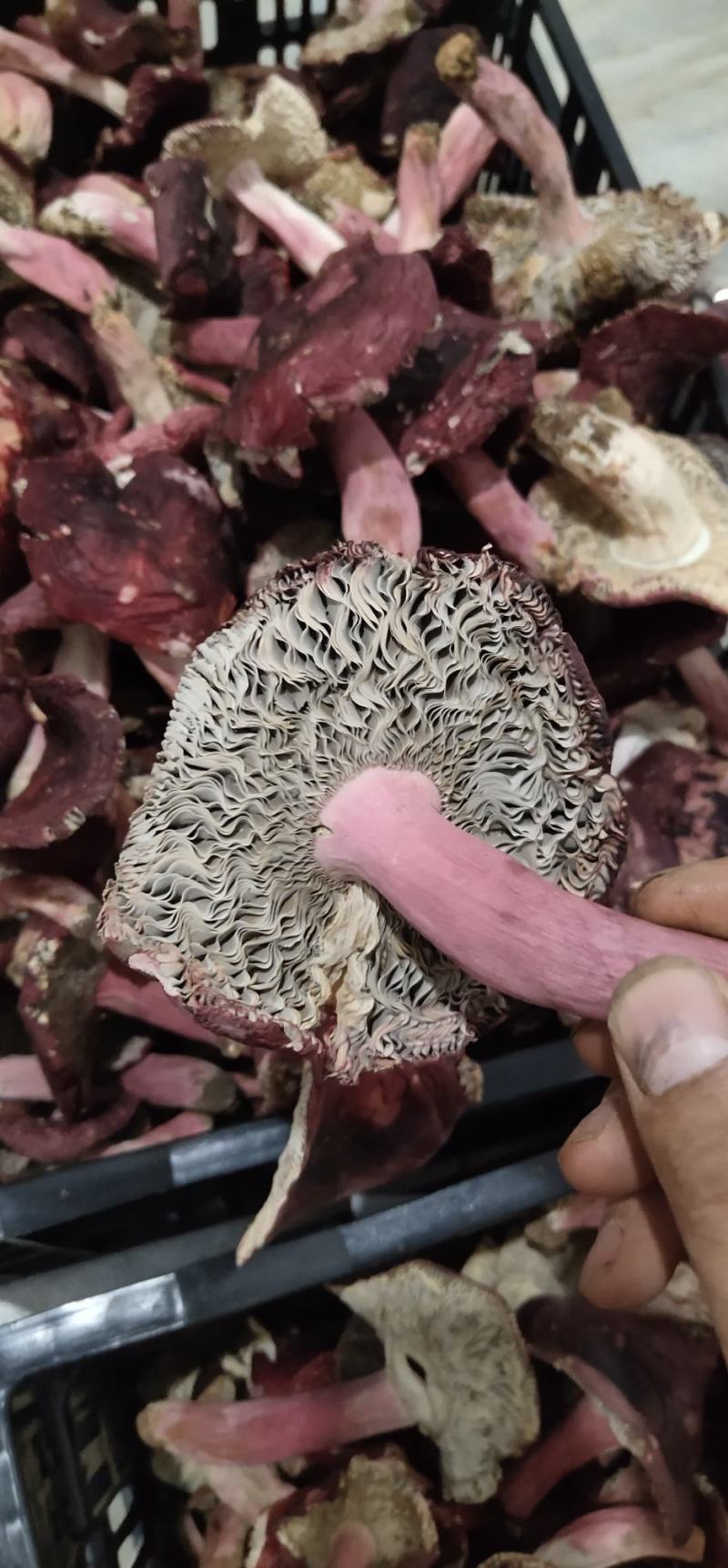 野生高山正红菇精品开菇，价格好商量，老板别走，欢迎来撩。