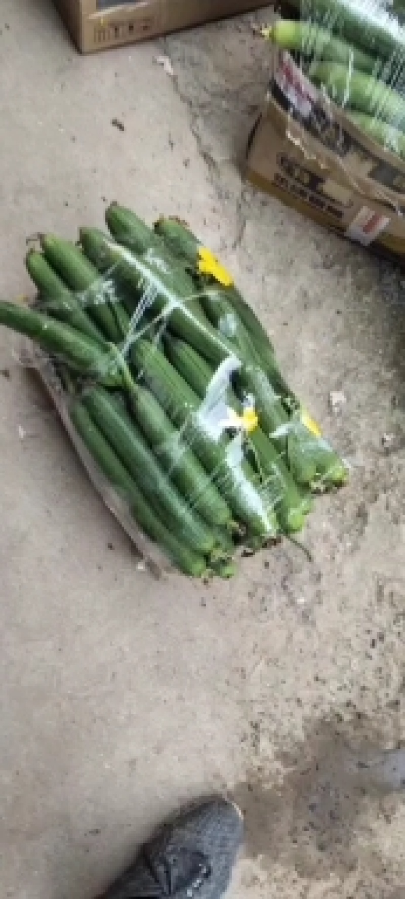 精品钓竿短丝瓜。拉直技术。颜值担当，全国供应批发
