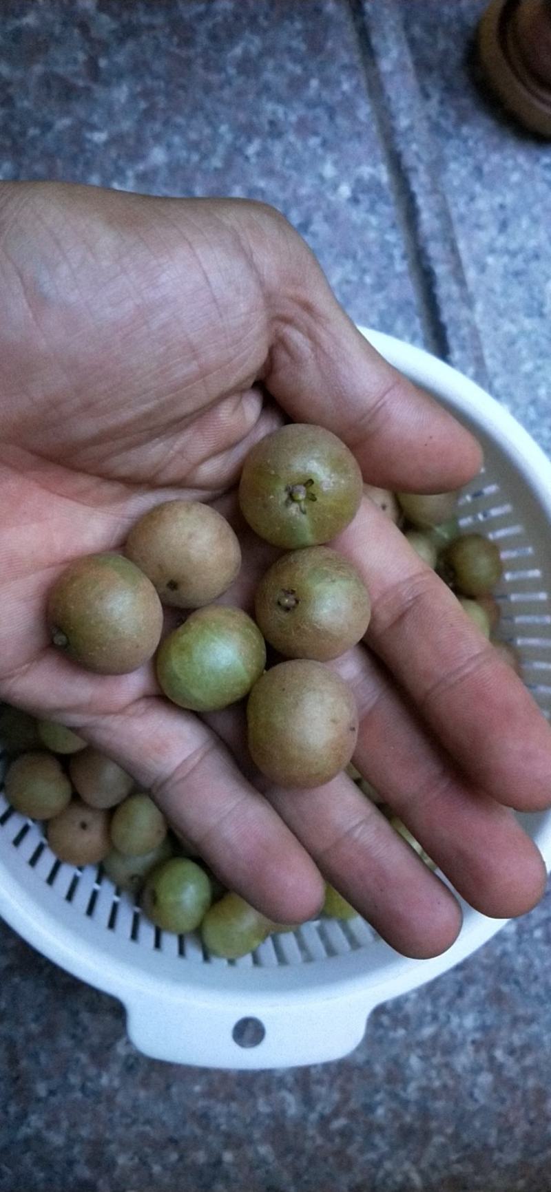 赤皮油甘，产地直供，欢迎前来洽谈