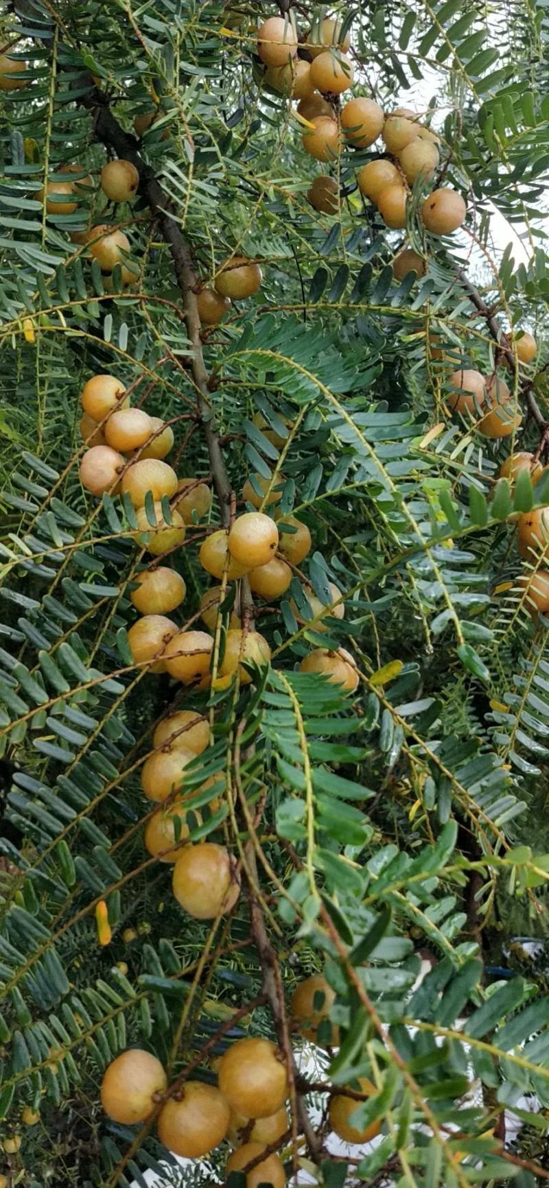 赤皮油甘，产地直供，欢迎前来洽谈