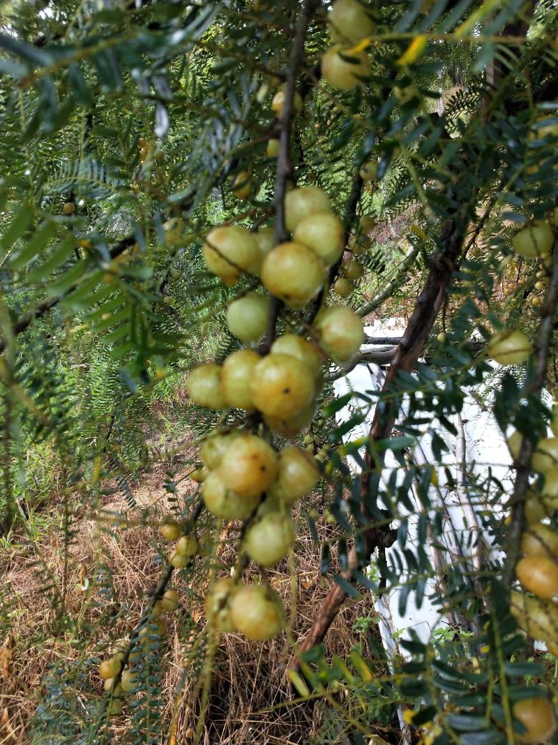 赤皮油甘，产地直供，欢迎前来洽谈