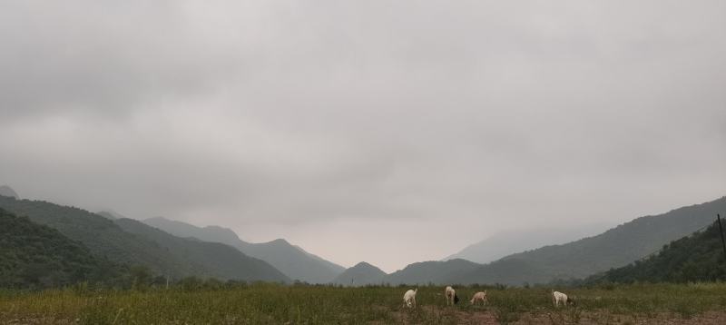 5000亩山林，位于河北省张家口市怀来县对外转租也可合作