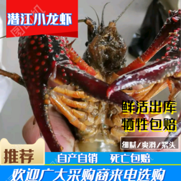 潜江鲜活清水小龙虾基地直发规格齐全死亡包赔。