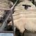 杜泊绵羊羔小尾寒羊绵羊品种全包健康包送货有补贴欢迎来电