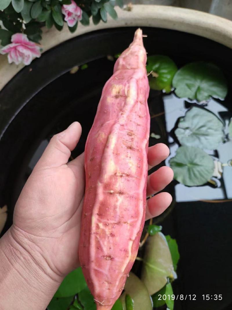 山东潍坊烟薯25上市了高岭沙土地种植蜜薯
