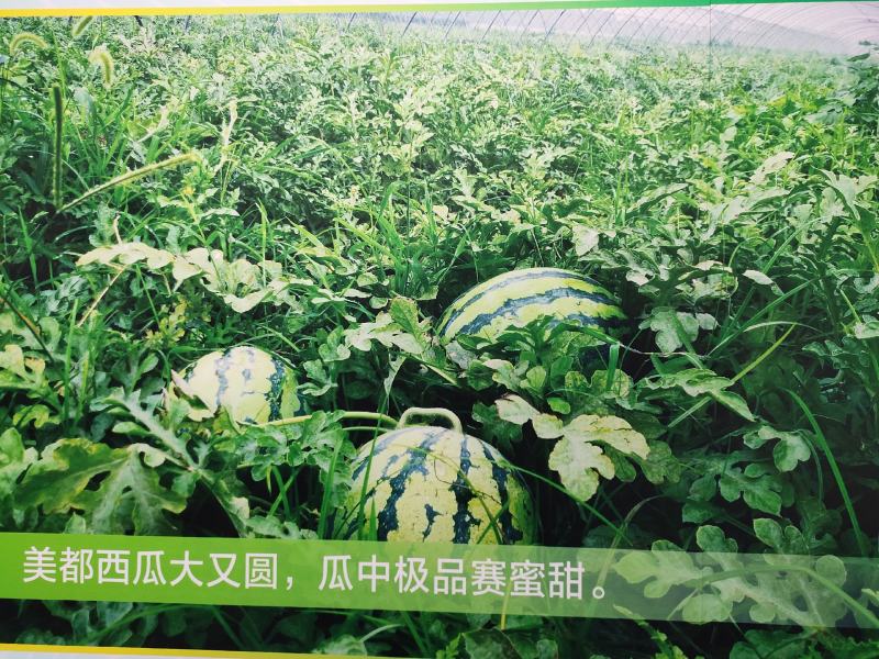 京欣西瓜种子糖度13度高肉脆多汁，商品性好。