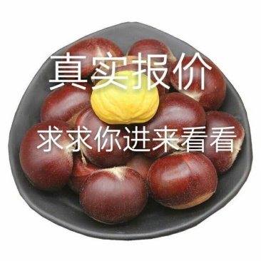 板栗香甜软糯，大板栗，只赚信誉不赚钱