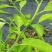 柑桔苗明日见苗优质茹