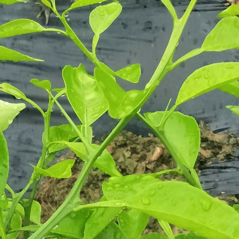 柑桔苗明日见苗优质茹