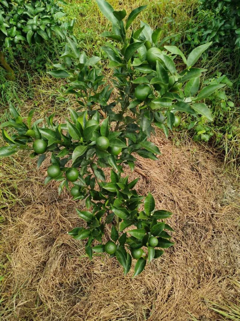 柑桔苗明日见苗优质茹