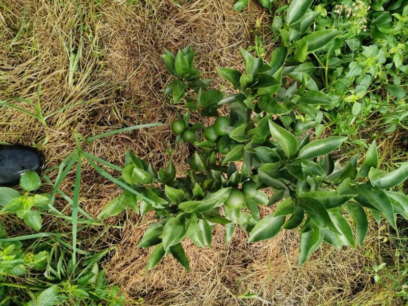 柑桔苗明日见苗优质茹
