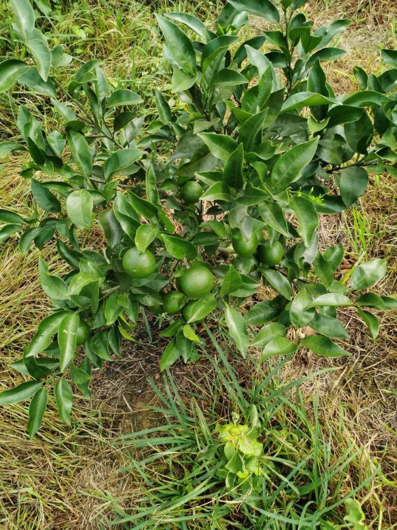 柑桔苗明日见苗优质茹