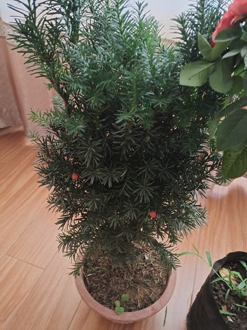 红豆杉带果曼地亚红豆杉带盆原盆原土包邮发货
