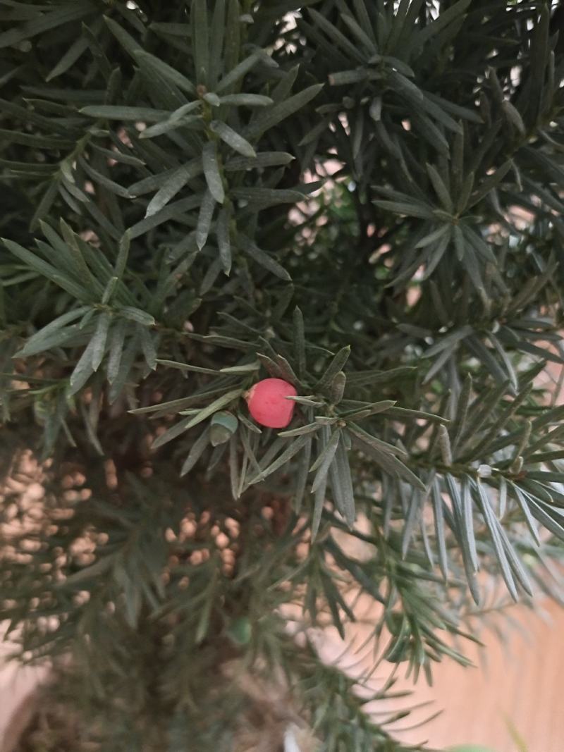 红豆杉带果曼地亚红豆杉带盆原盆原土包邮发货