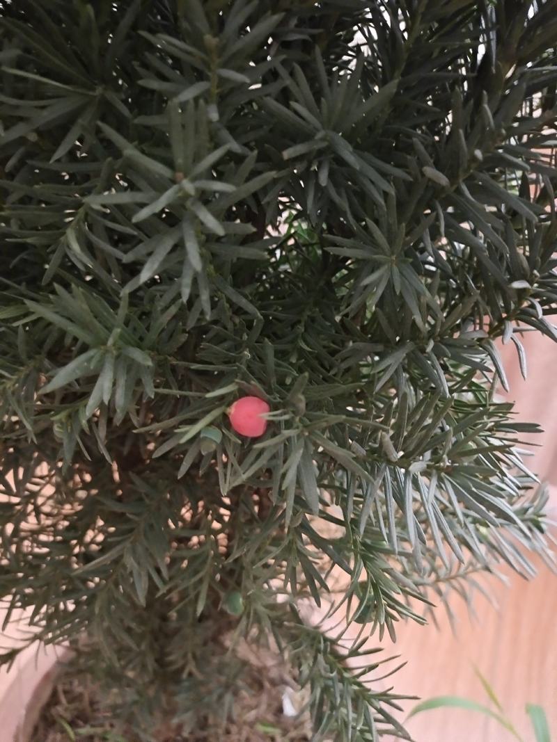红豆杉带果曼地亚红豆杉带盆原盆原土包邮发货