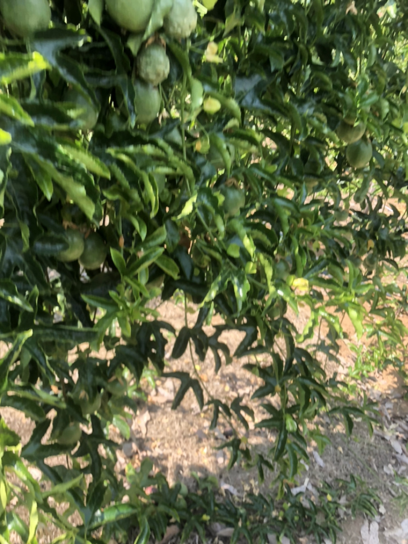 云南高山百香果/支持一件代发/@