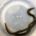 刀鳅鱼苗
