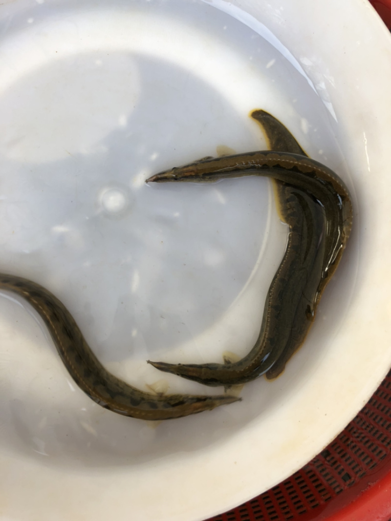 刀鳅鱼苗