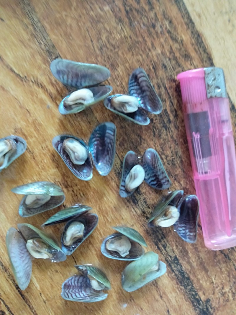 蟹料，青皮，海瓜子！！！