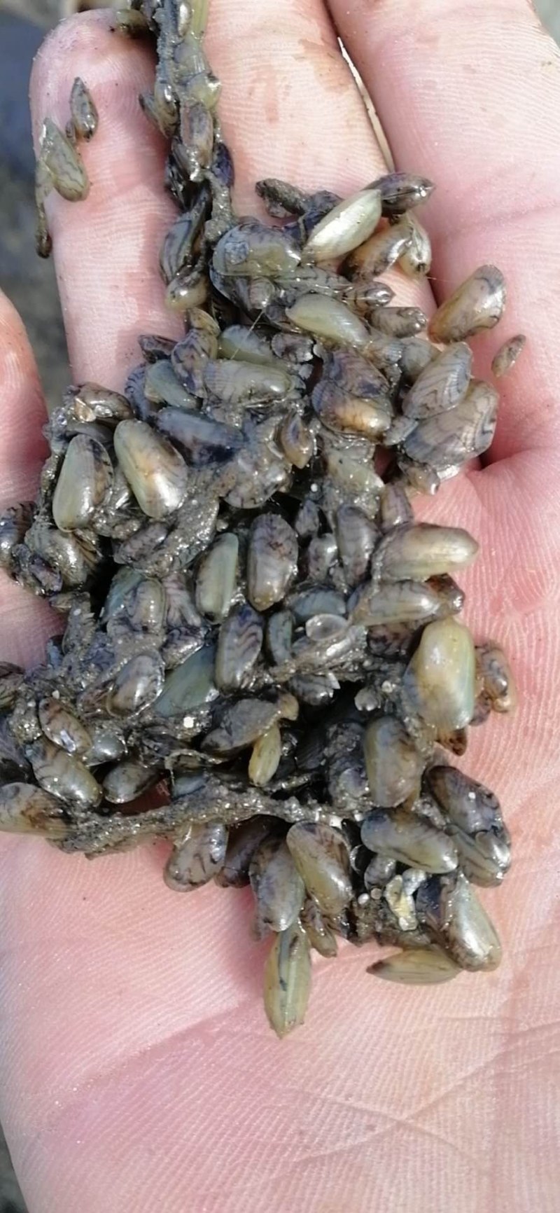 蟹料，青皮，海瓜子！！！