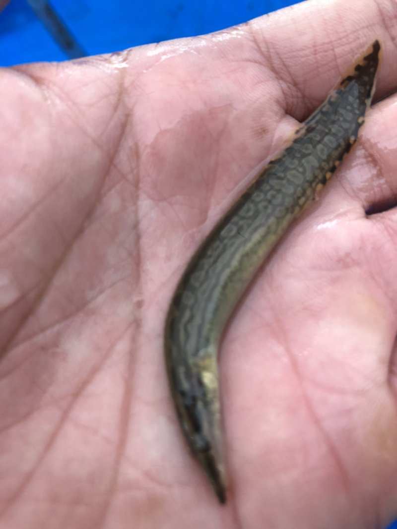 刀鳅鱼苗