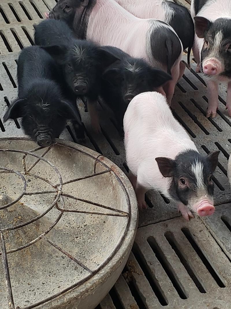 巴马香猪自繁自养种猪苗种公猪苗种母猪