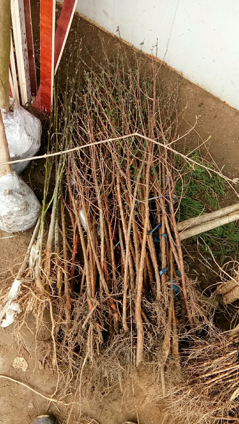 优质水杉树苗水杉苗杉树苗小苗适合河边农田庭院行道树南北方