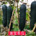 黑皮冬瓜种子瓜型瘦长顶部钝圆、皮黑肉厚