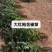 当年花椒苗。农户直供一手货源,货源充足,纯度高,成活率高