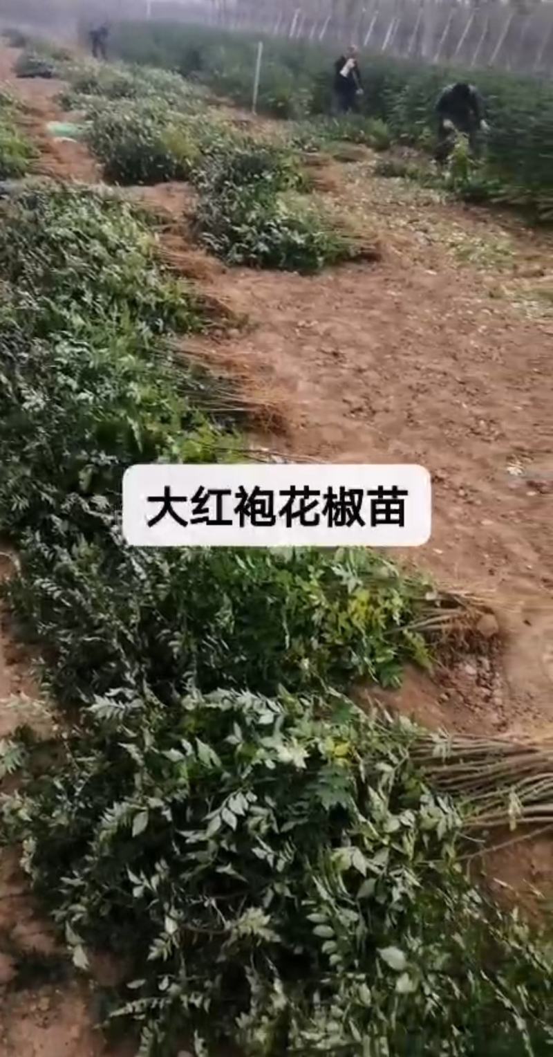 当年花椒苗。农户直供一手货源，货源充足，纯度高，成活率高