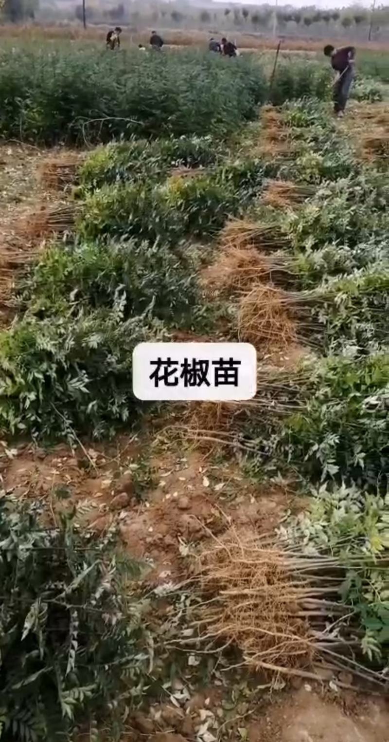 当年花椒苗。农户直供一手货源，货源充足，纯度高，成活率高