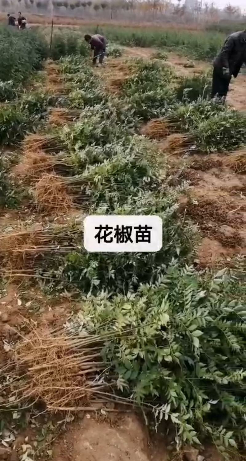 当年花椒苗。农户直供一手货源，货源充足，纯度高，成活率高