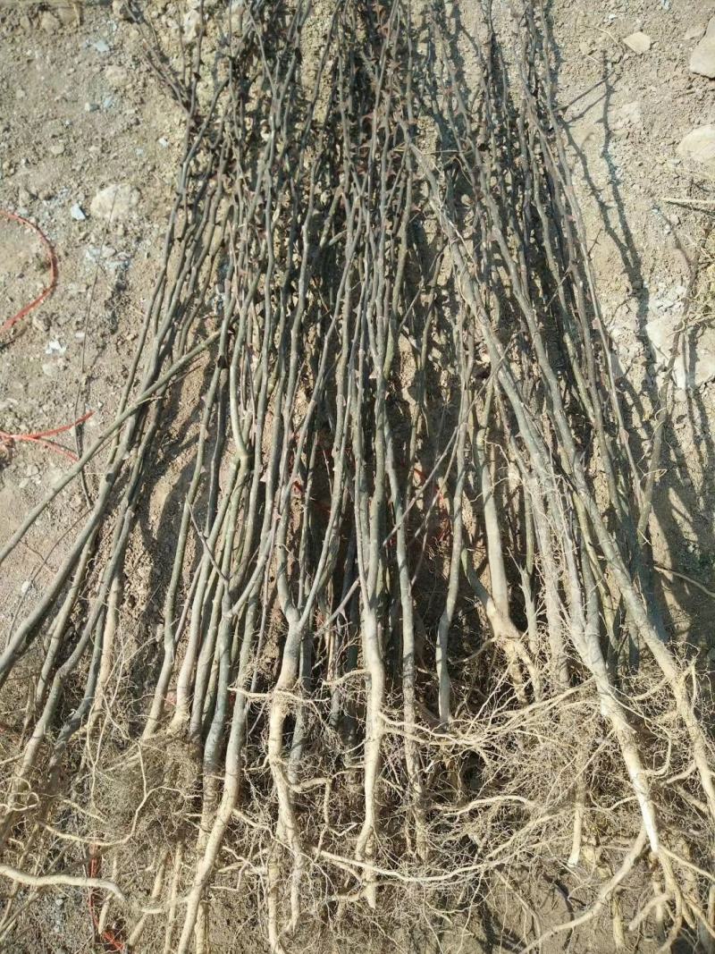 当年花椒苗。农户直供一手货源，货源充足，纯度高，成活率高
