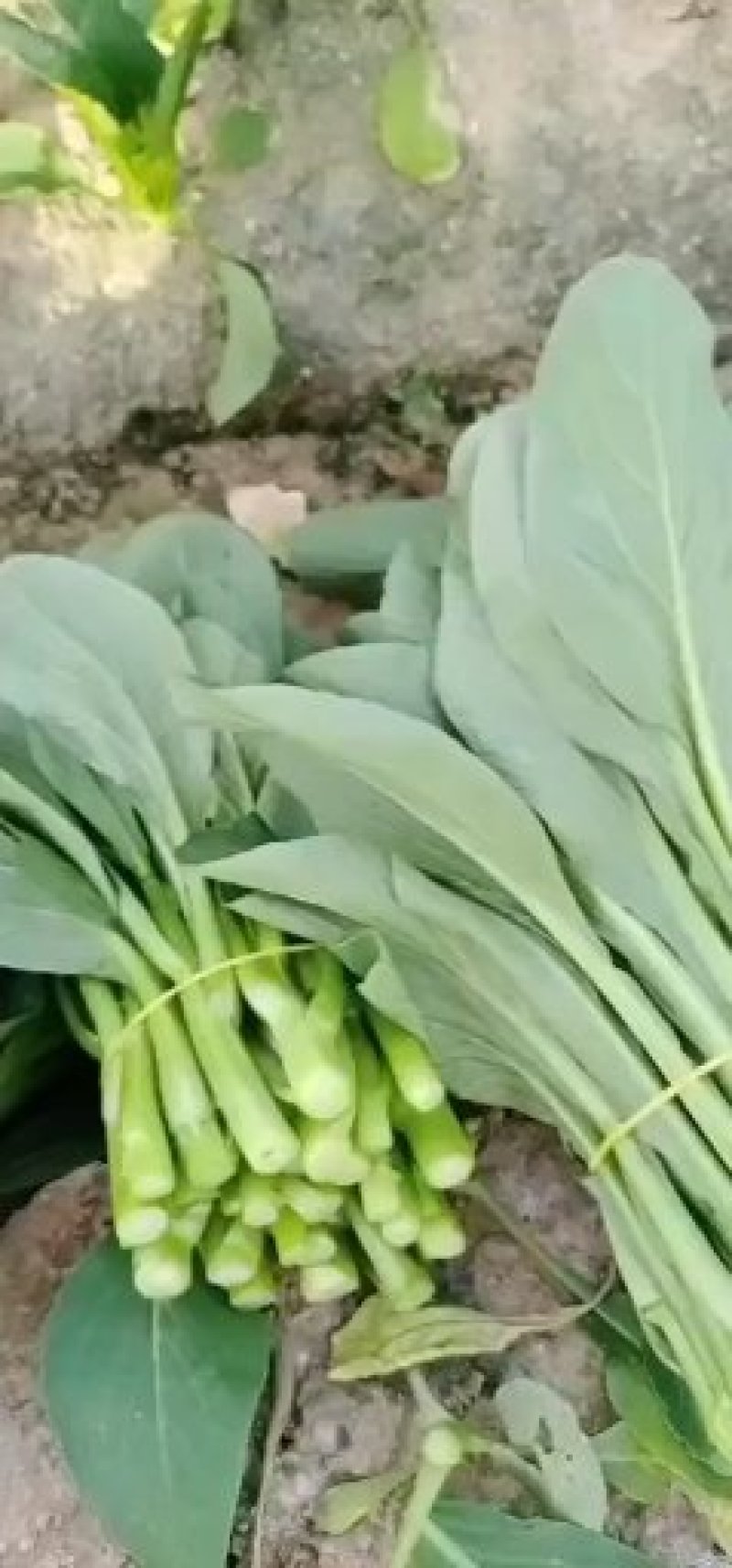 关于叶菜类的应有尽有，质量保证，及（福建省内）免费配送