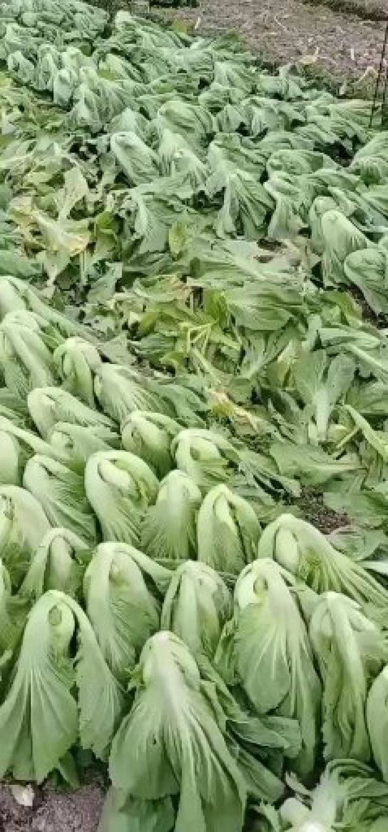 关于叶菜类的应有尽有，质量保证，及（福建省内）免费配送
