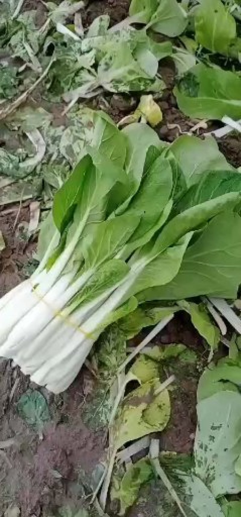 关于叶菜类的应有尽有，质量保证，及（福建省内）免费配送