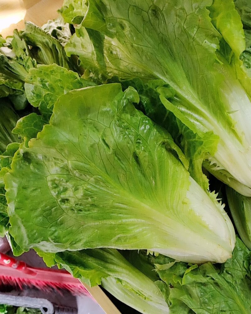关于叶菜类的应有尽有，质量保证，及（福建省内）免费配送