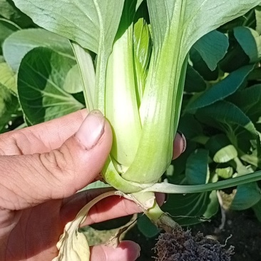 关于叶菜类的应有尽有，质量保证，及（福建省内）免费配送