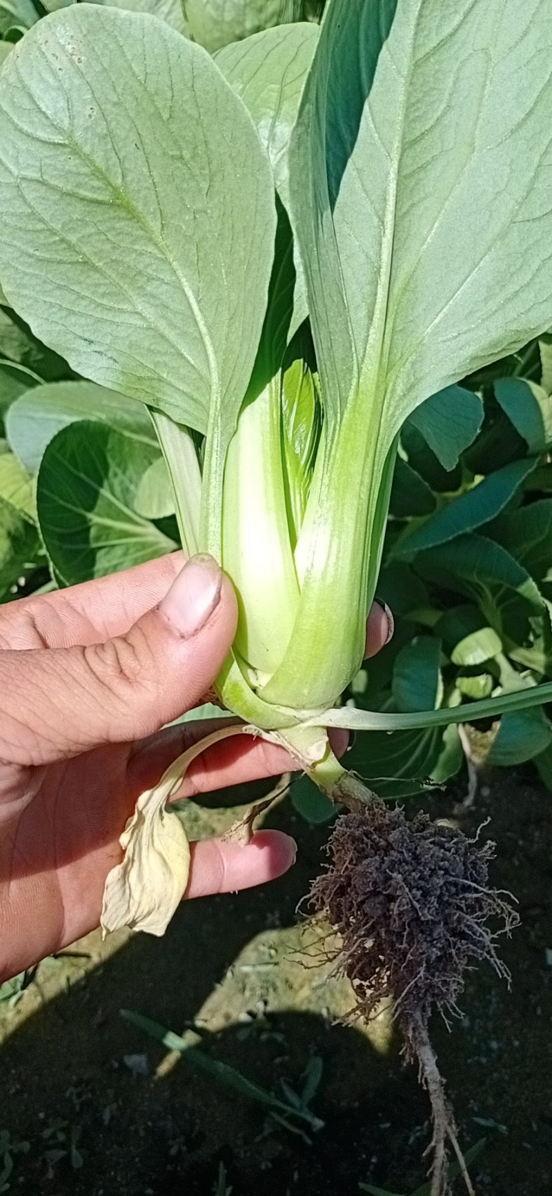 关于叶菜类的应有尽有，质量保证，及（福建省内）免费配送