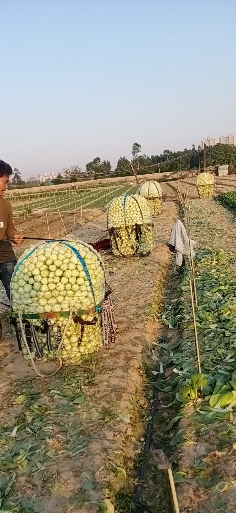 关于叶菜类的应有尽有，质量保证，及（福建省内）免费配送