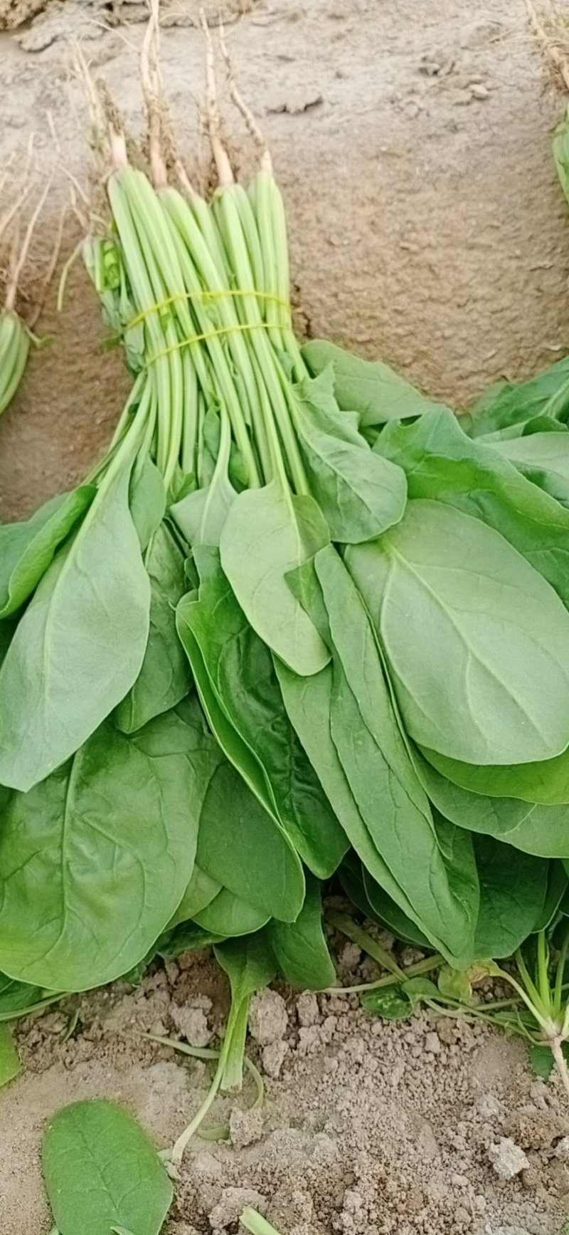 关于叶菜类的应有尽有，质量保证，及（福建省内）免费配送