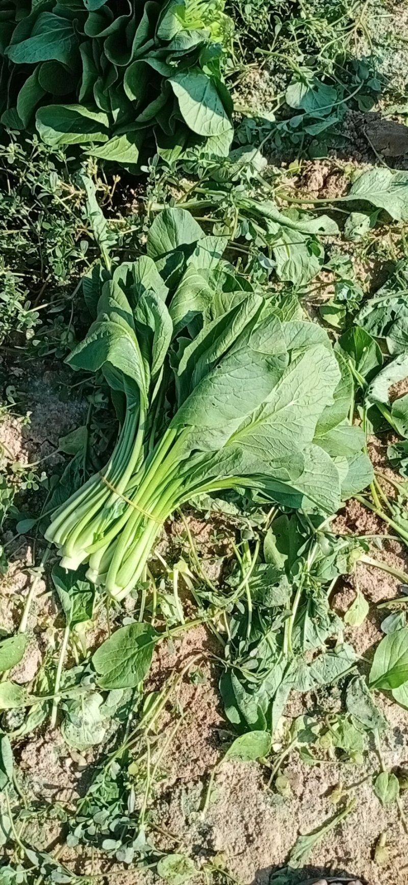 关于叶菜类的应有尽有，质量保证，及（福建省内）免费配送