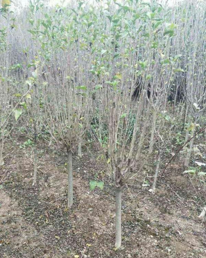 木槿木槿花树苗庭院绿化工程植物地栽重瓣木槿树苗成活高