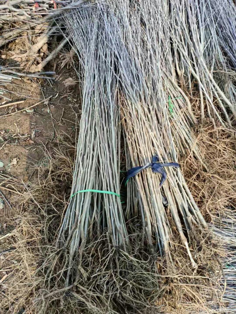 木槿木槿花树苗庭院绿化工程植物地栽重瓣木槿树苗成活高