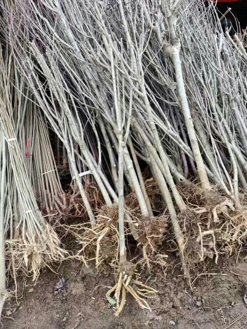 木槿木槿花树苗庭院绿化工程植物地栽重瓣木槿树苗成活高