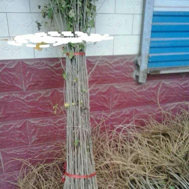 木槿木槿花树苗庭院绿化工程植物地栽重瓣木槿树苗成活高