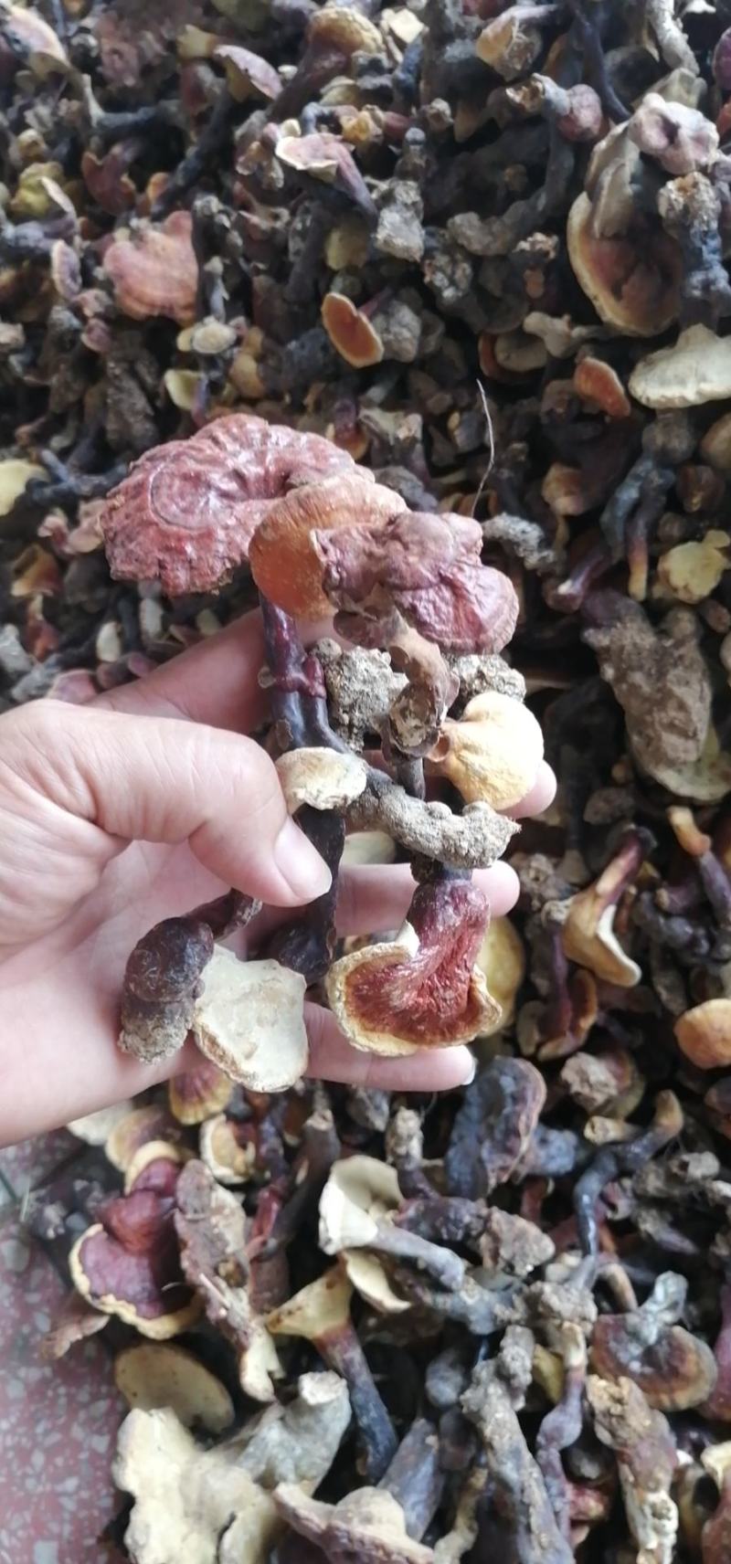 河南省方城县香蘑，药蘑，产地直供全国包邮不满意可以包退包