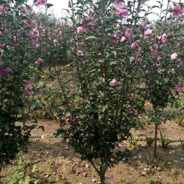 木槿树苗木槿花单瓣木槿庭院绿化工程篱笆围墙花苗当年开花耐